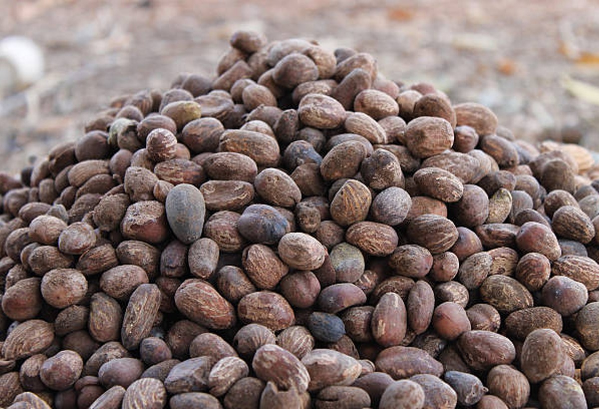 Shea Nut / Kernel